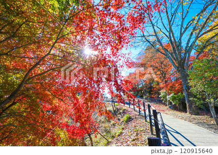 桜山の紅葉 桜山の紅葉 120915640