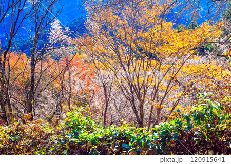 紅葉の森と冬桜と青空 120915641