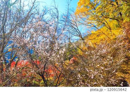 青空と黄葉と冬桜 青空と黄葉と冬桜 120915642