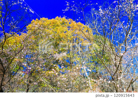 黄葉と冬桜 黄葉と冬桜 120915643