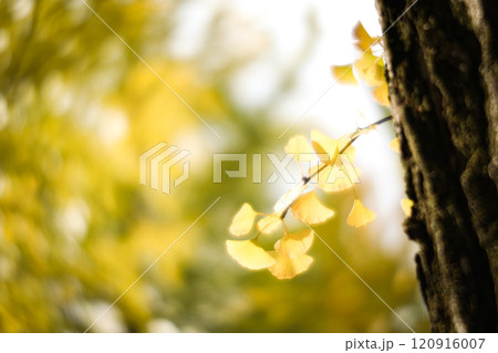 銀杏 銀杏 120916007