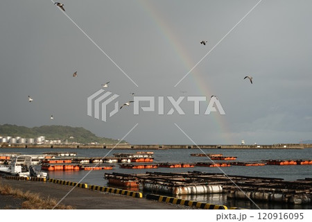 下関南風泊港 イワシのナブラに鳥山　生簀のとらふぐ7千匹窒息 120916095