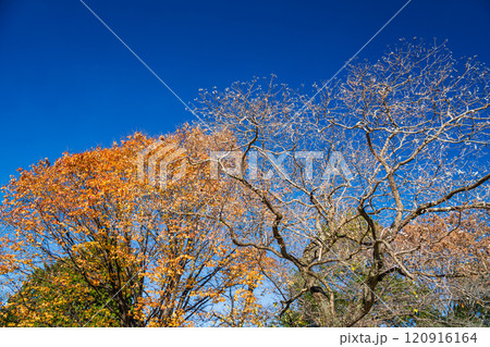 落葉したナンキンハゼと欅の紅葉 120916164