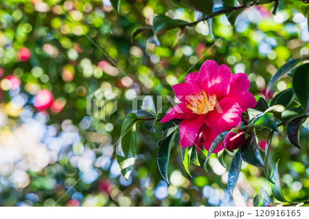 冬のサザンカ 120916165