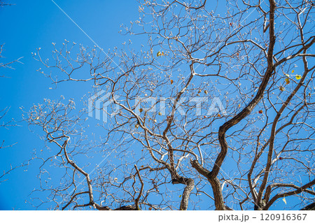 落葉して白い実を付けたナンキンハゼ 落葉して白い実を付けたナンキンハゼ 120916367