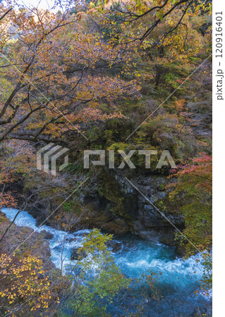 群馬県／吾妻渓谷の秋の紅葉と白く泡立つ吾妻川 120916401