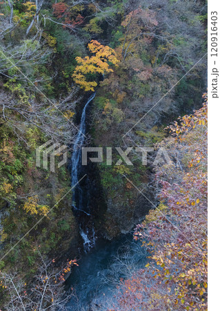 群馬県/吾妻渓谷の猿橋から見る「白糸の滝」と秋の紅葉 群馬県/吾妻渓谷の猿橋から見る「白糸の滝」と秋の紅葉 120916403