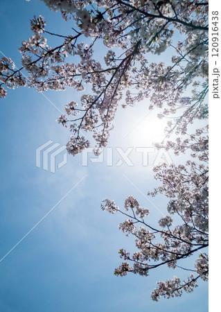 空に向かって咲く桜 120916438
