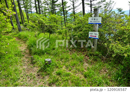 春の御坂山地 新緑の中藤山山頂 春の御坂山地 新緑の中藤山山頂 120916587
