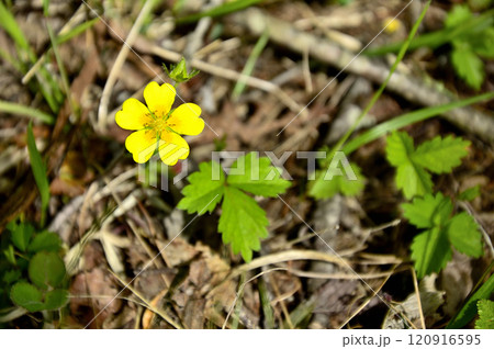 御坂山地の中藤山 ツルキンパイ 御坂山地の中藤山 ツルキンパイ 120916595