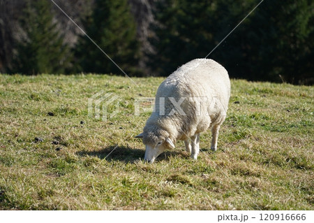 Sheep grazing on the grass in the meadow on a sunny day Sheep grazing on the grass in the meadow on a sunny day 120916666