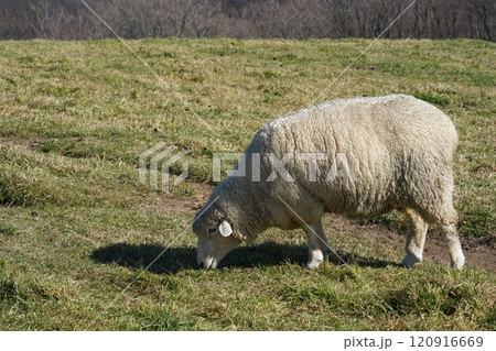 Sheep grazing on the grass in the meadow on a sunny day 120916669