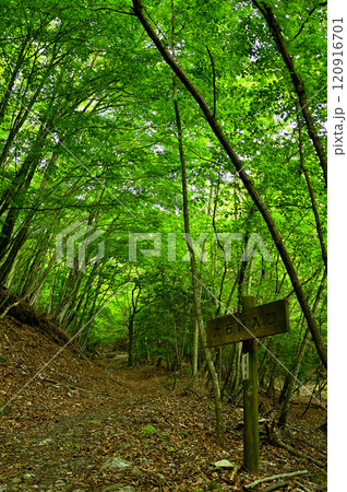 御坂山地　笛吹市の大石峠登山口 120916701