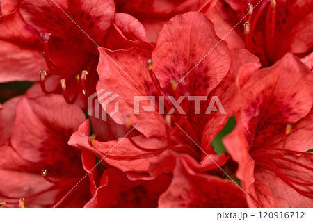 御坂山地の大石峠　真赤なヤマツツジの花 120916712