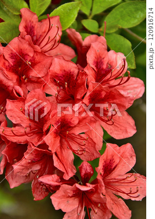 御坂山地の大石峠　真赤なヤマツツジの花 120916714