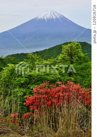 御坂山地の大石峠より富士山 ヤマツツジの花が咲く頃 御坂山地の大石峠より富士山 ヤマツツジの花が咲く頃 120916716
