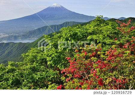御坂山地の不逢山より 春の富士山に新緑の山地とヤマツツジ 御坂山地の不逢山より 春の富士山に新緑の山地とヤマツツジ 120916729