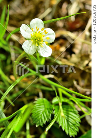 御坂山地の中藤山　シロバナノヘビイチゴ 120916735