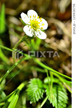 御坂山地の中藤山　シロバナノヘビイチゴ 120916736