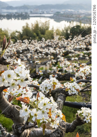 二十世紀梨の花(鳥取県湯梨浜町) 二十世紀梨の花(鳥取県湯梨浜町) 120916766