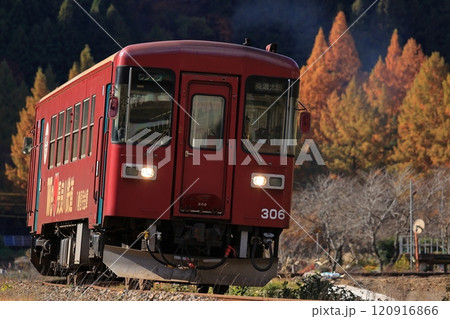 郡上八幡自然園のメタセコイアと秋の長良川鉄道　 120916866