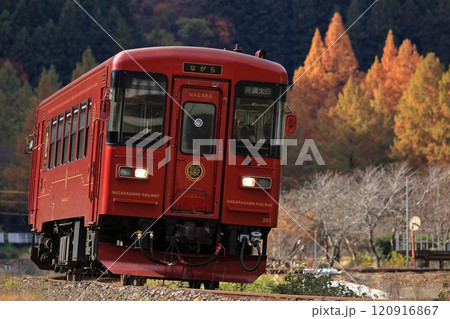 郡上八幡自然園のメタセコイアと秋の長良川鉄道　観光列車ながら 120916867