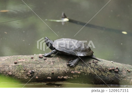 クサガメ 120917151
