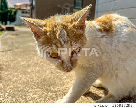 冬毛の猫~春の陽ざし~ 冬毛の猫~春の陽ざし~ 120917293
