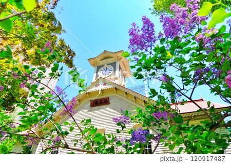 札幌市時計台とライラックの花 120917487