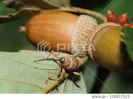 コナラシギゾウムシとコナラの実(ドングリ) コナラシギゾウムシとコナラの実(ドングリ) 120917525