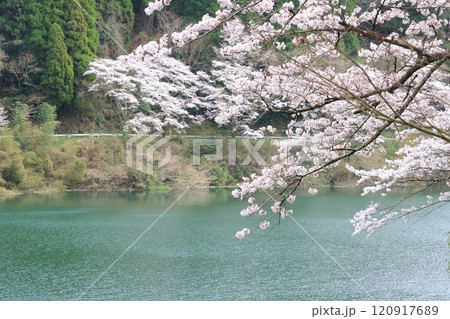 ダム湖と桜 ダム湖と桜 120917689