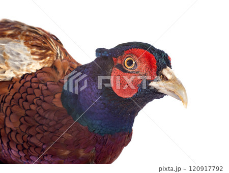 Male European Common Pheasant Male European Common Pheasant 120917792