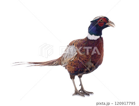 male pheasant 120917795