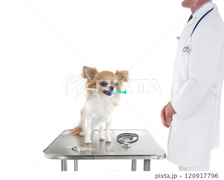 chihuahua and syringe 120917796