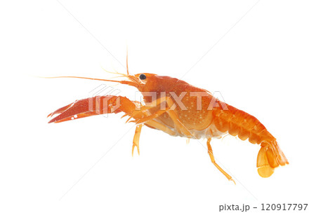 red crayfish 120917797