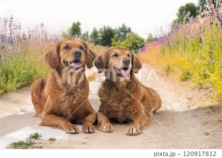 Golden retrievers in nature 120917812