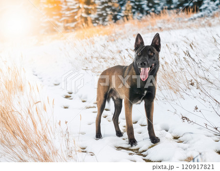 malinois in nature malinois in nature 120917821