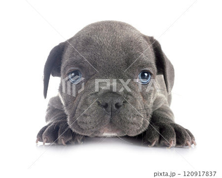 puppy french bulldog in studio 120917837