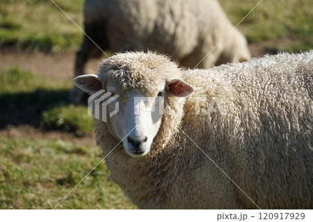 Sheep in the field, close-up of a sheep head 120917929