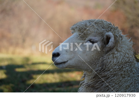 Sheep in the field, close-up of a sheep head Sheep in the field, close-up of a sheep head 120917930