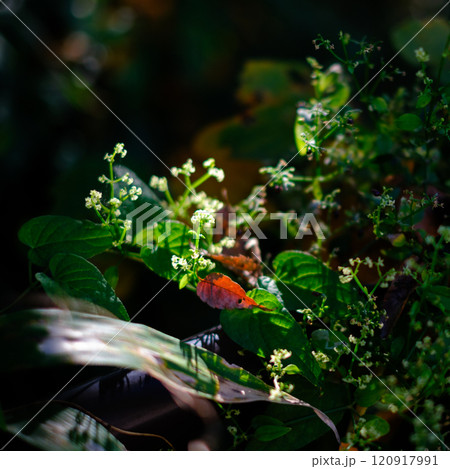 太陽を浴びて生き生きと成長している植物 太陽を浴びて生き生きと成長している植物 120917991
