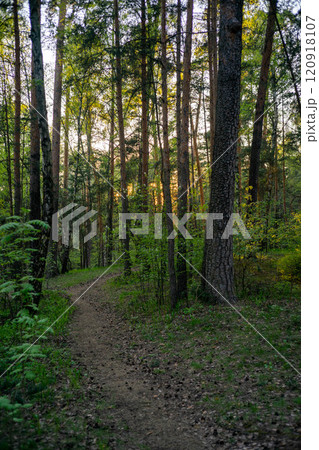 Path in the forest with the setting sun breaking through the branches of the trees. Vertical orientation. Path in the forest with the setting sun breaking through the branches of the trees. Vertical orientation. 120918107