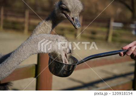 Ostrich in the paddock eating food from a ladle 120918154