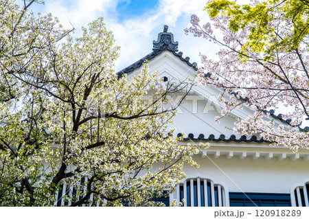 【日本100名城】岡山城 塩蔵と桜2 岡山県岡山市北区 【日本100名城】岡山城 塩蔵と桜2 岡山県岡山市北区 120918289