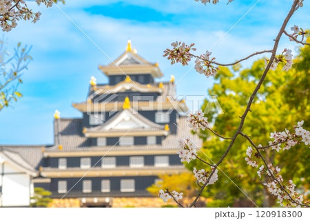 【日本100名城】岡山城 ソメイヨシノの花と天守5 岡山県岡山市北区 【日本100名城】岡山城 ソメイヨシノの花と天守5 岡山県岡山市北区 120918300