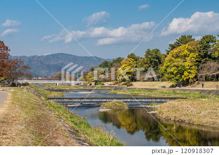 初冬の賀茂川（鴨川）半木の道　京都市 120918307