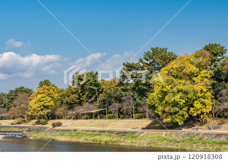 初冬の賀茂川（鴨川）半木の道　京都市 120918308