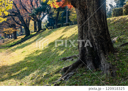 初冬の賀茂川(鴨川)風景 色づく木々 京都市 初冬の賀茂川(鴨川)風景 色づく木々 京都市 120918325