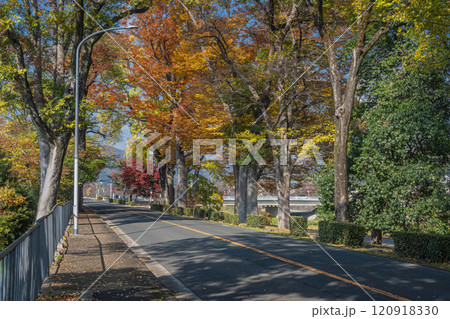 初冬の色づく賀茂川沿いの街路樹　京都市 120918330