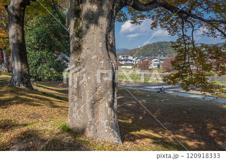 初冬の賀茂川(鴨川)風景 京都市 初冬の賀茂川(鴨川)風景 京都市 120918333